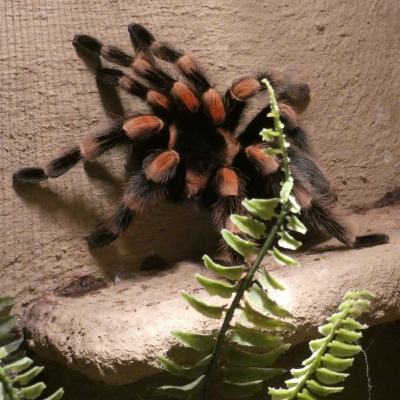 Mexicaanse roodknievogelspin - De Zonnegloed - Dierenpark - Dieren opvangcentrum - Sanctuary